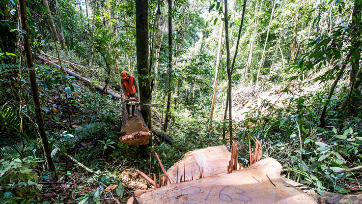 Tree Nursery & Tree Planting Services