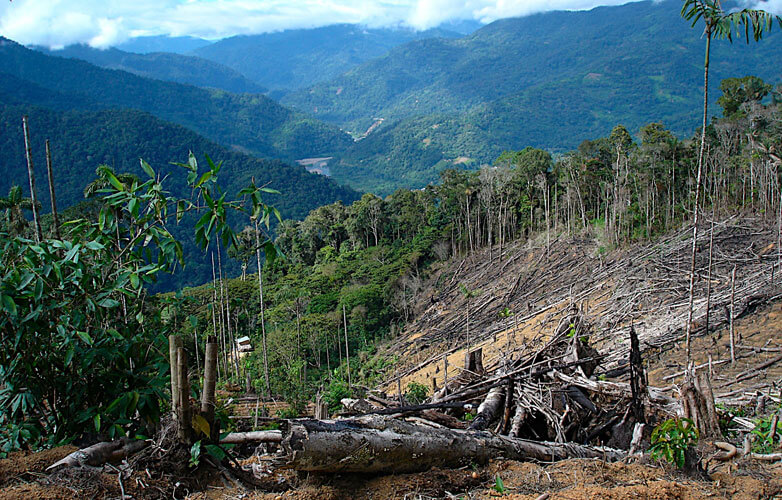 save-forests-782x500