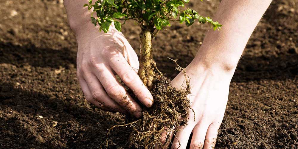 young-planting-1000x500